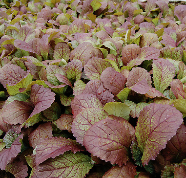 Organic Red Giant Mustard, Brassica juncea .300 grams